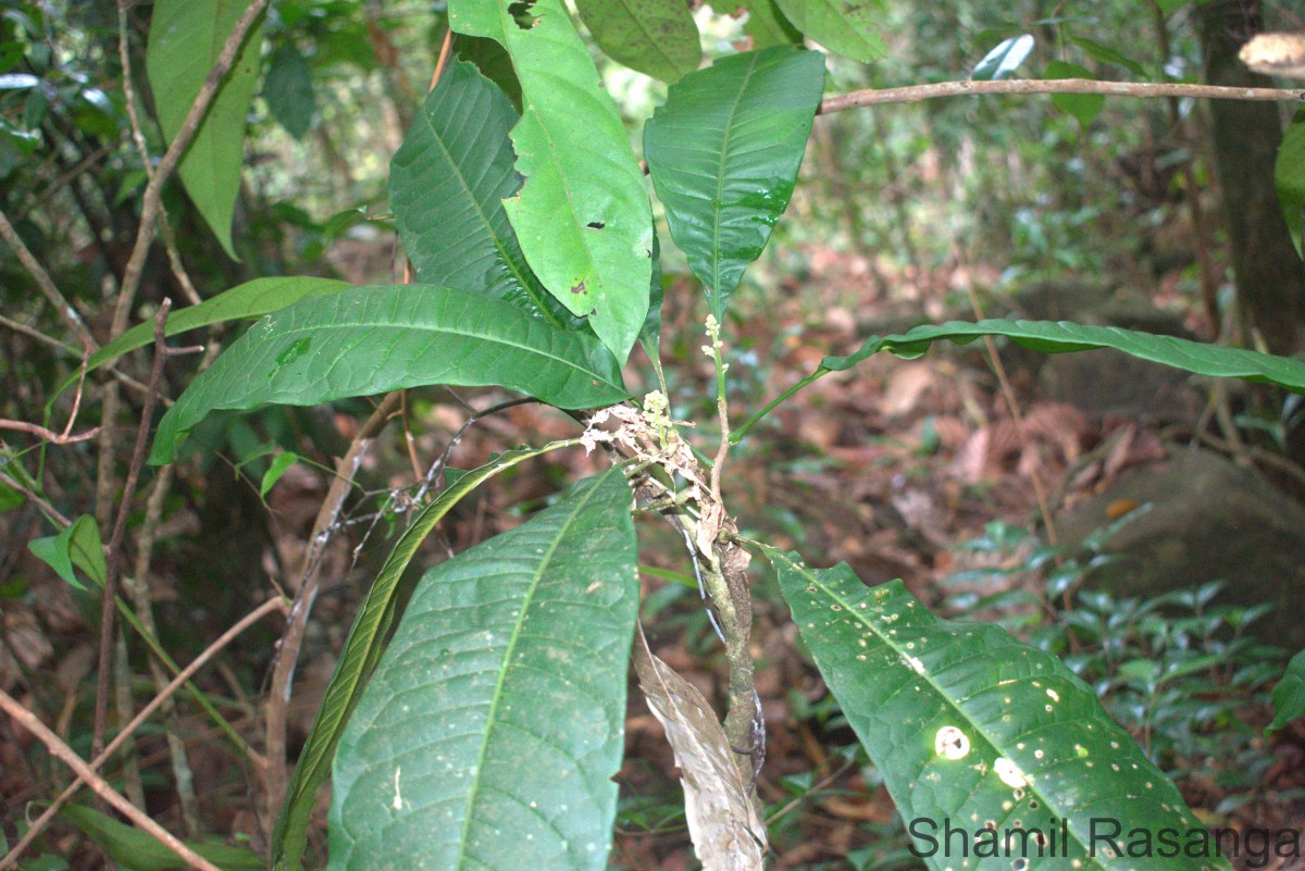 Lepisanthes simplicifolia (Thwaites) Leenh.